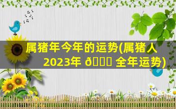 属猪年今年的运势(属猪人2023年 🐘 全年运势)